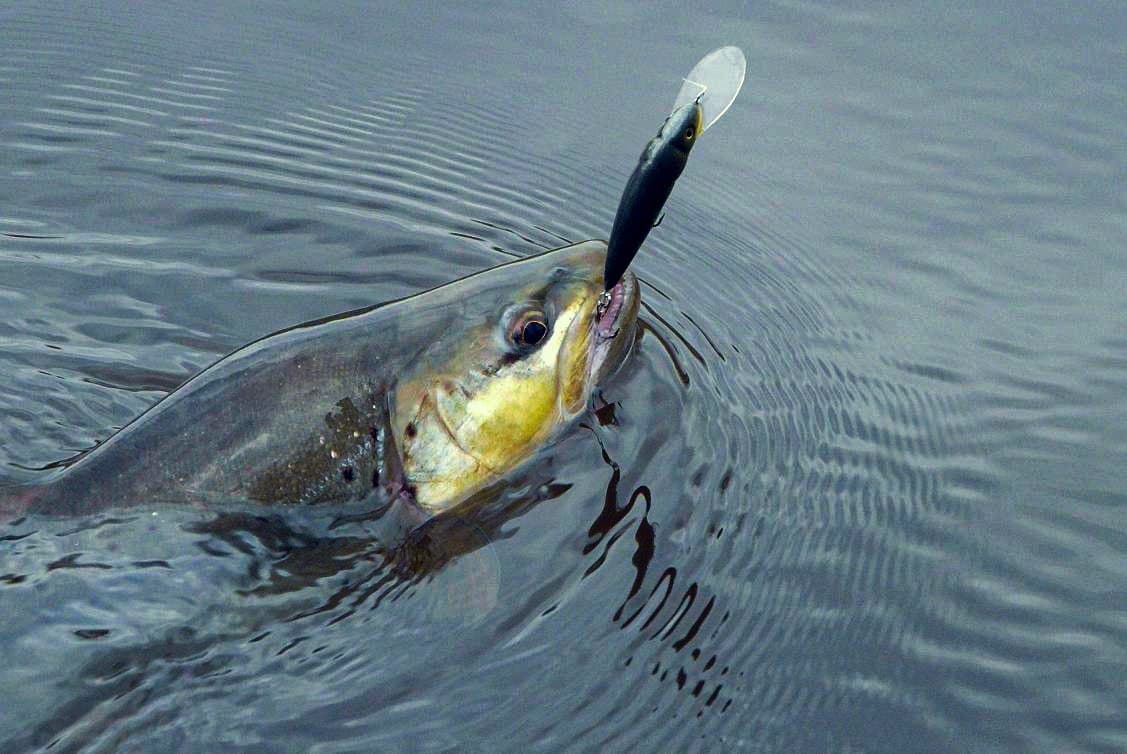 Fished, then shipped