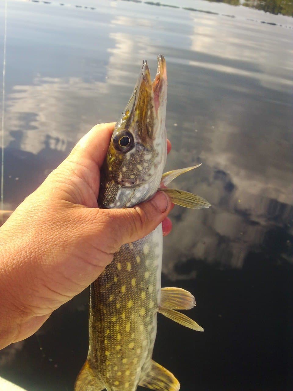 Pstrąg · 62 cm caught by Tomasz K.