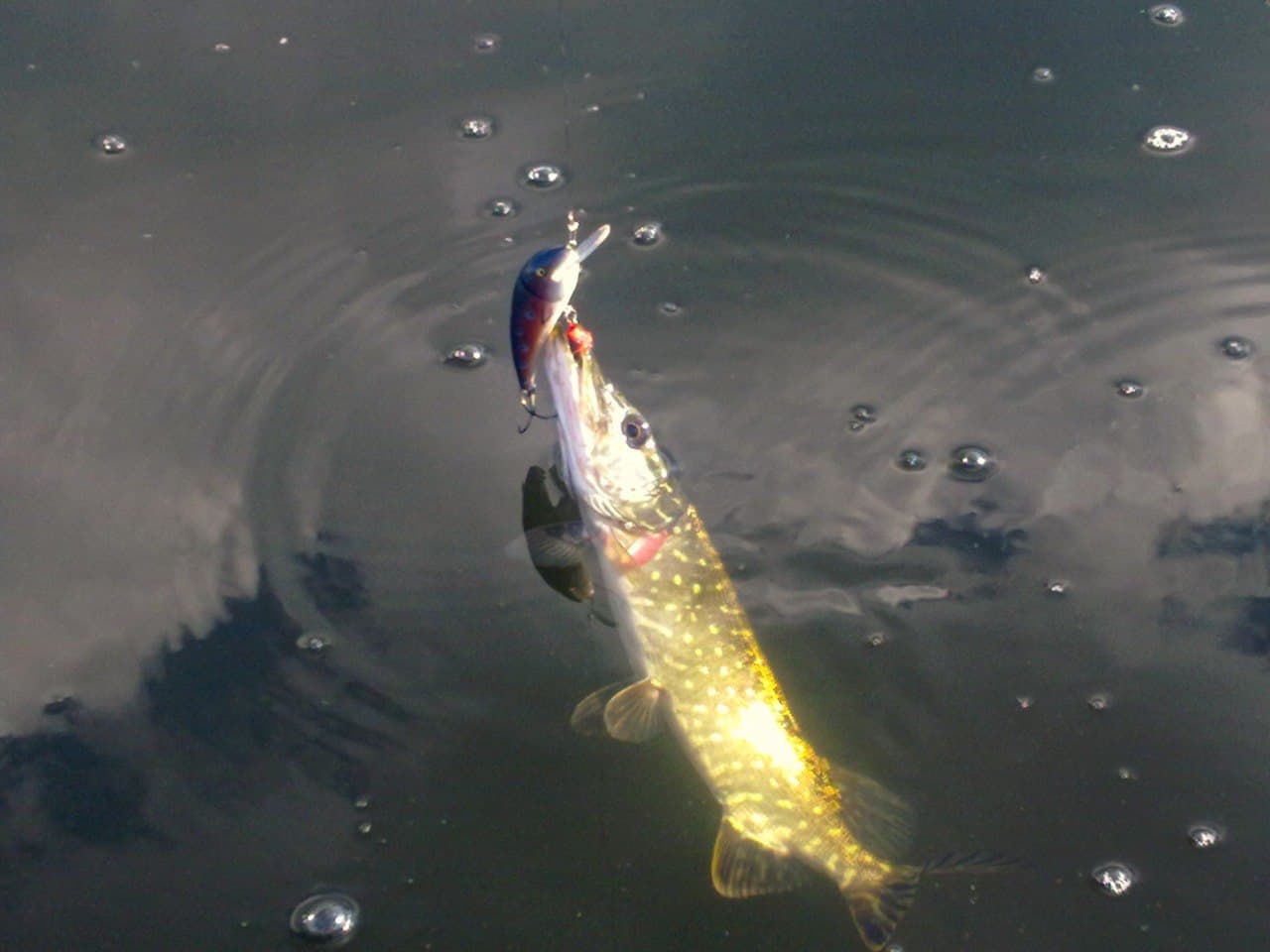 Sandacz · 81 cm caught by Anna L.