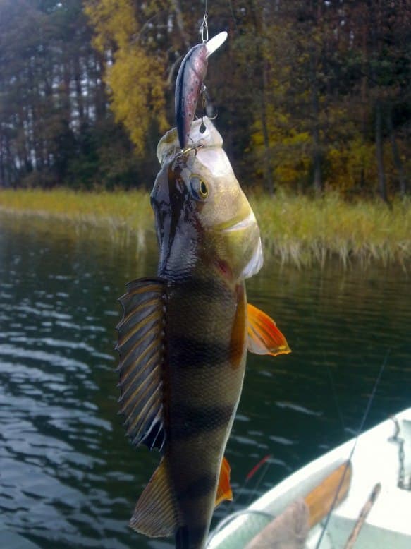 Szczupak · 102 cm caught by Janusz M.